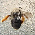 Eucera fulvitarsis