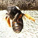 Eucera fulvitarsis - photo 2