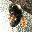 Eucera fulvitarsis - photo 3