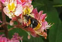 Eucera fulvitarsis - photo 4