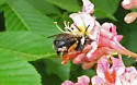 Eucera fulvitarsis - photo 5