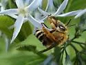 Eucera hamata - Eucera hamata
