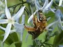 Eucera hamata - photo 2