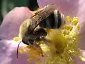 Eucera hamata - photo 3