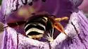 Eucera hamata - photo 4