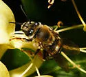 Eucera hamata - photo 5