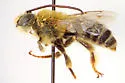 Eucera lutziana