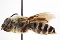 Eucera pagosana