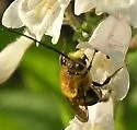 Eucera rosae