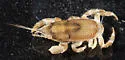 Euceramus praelongus