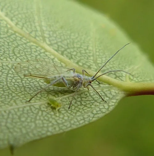 Euceraphis betulae - photo 2