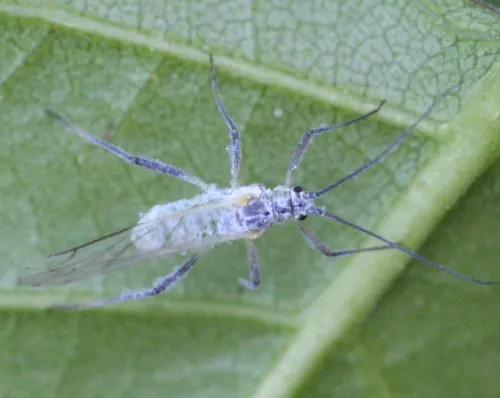 Euceraphis betulae - photo 4