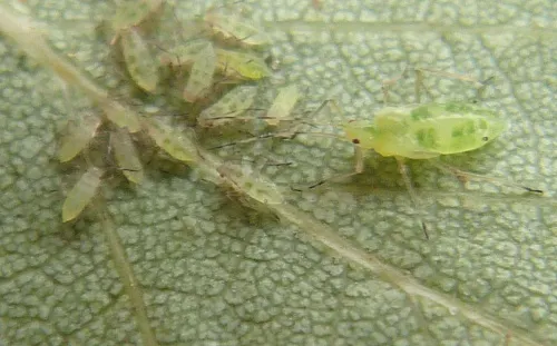 Euceraphis betulae - photo 5