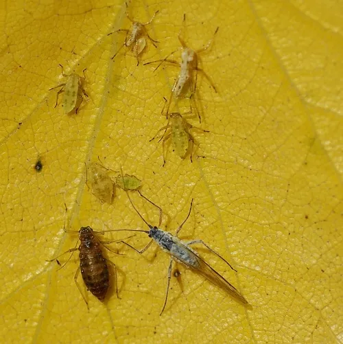 Euceraphis betulae - photo 6