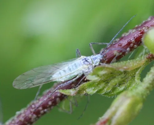 Euceraphis betulae - photo 7