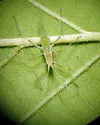 Euceraphis gillettei - Euceraphis gillettei