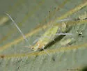 Euceraphis gillettei - photo 2