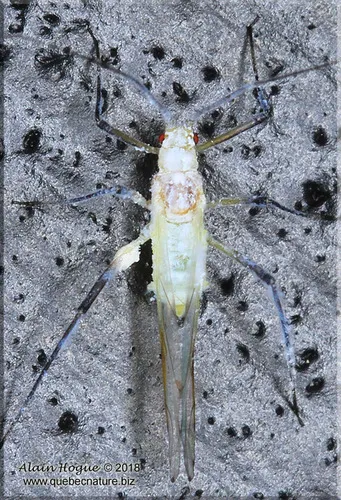 Euceraphis papyrifericola