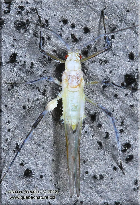 Euceraphis papyrifericola - photo 2