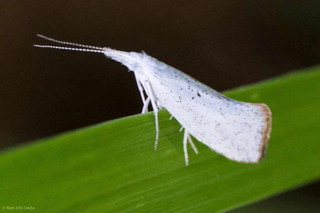 Euceratia castella - Hodges#2351 - photo 3
