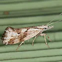 Euceratia securella - Hodges#2352