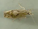 Euceratia securella - Hodges#2352 - photo 2