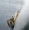 Euceratia securella - Hodges#2352 - photo 3