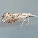 Euceratia securella - Hodges#2352 - photo 4