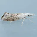 Euceratia securella - Hodges#2352 - photo 5