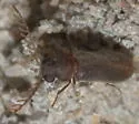 Euceratocerus gibbifrons