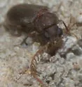 Euceratocerus gibbifrons - photo 2