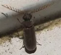 Euceratocerus gibbifrons - photo 3