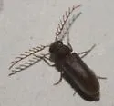 Euceratocerus gibbifrons - photo 4