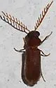 Euceratocerus gibbifrons - photo 5
