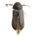 Euceratocerus parvus