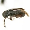 Euceratocerus parvus - photo 2