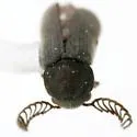 Euceratocerus parvus - photo 3