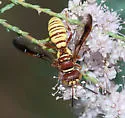 Eucerceris canaliculata - photo 2