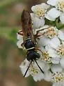 Eucerceris cressoni