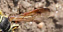 Eucerceris flavocincta - photo 4