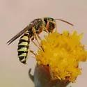 Eucerceris montana