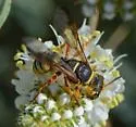 Eucerceris montana - photo 2