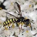 Eucerceris provancheri - photo 4