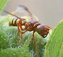 Eucerceris rubripes