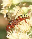Eucerceris rubripes - photo 3