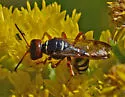 Eucerceris rubripes - photo 5