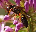 Eucerceris zonata