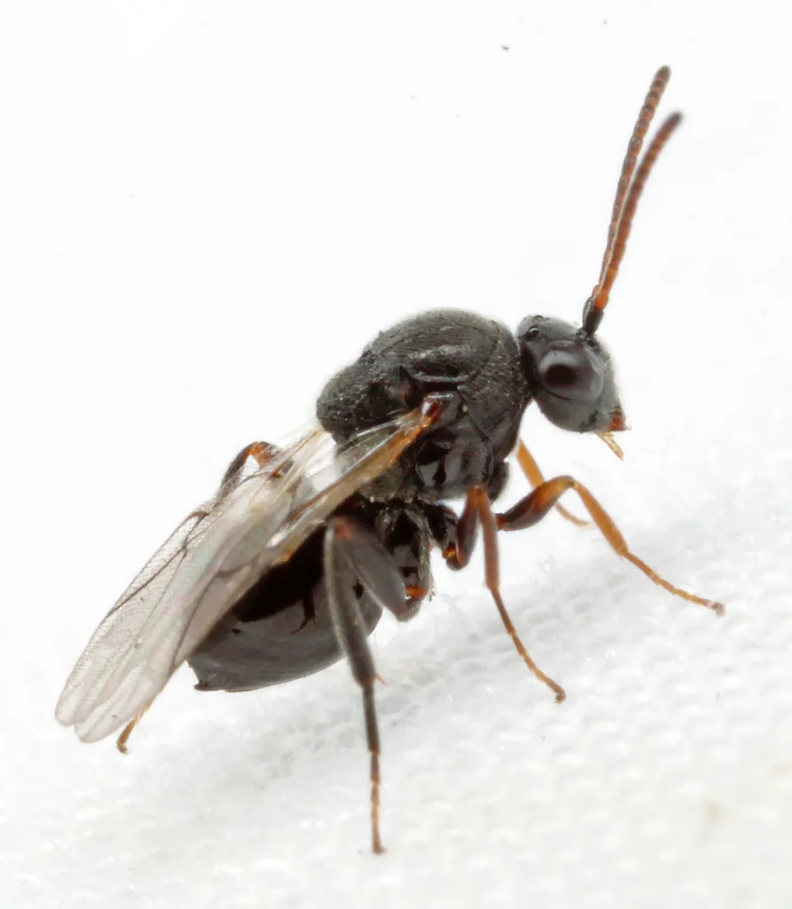 Euceroptres primus