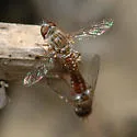 Eucessia rubens