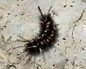 Euchaetes antica - Hodges#8242